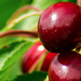 cerise