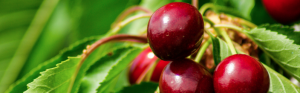 cerise