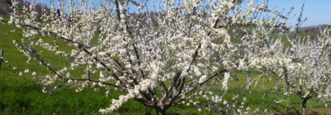 ferme d emmanuel bibost rhone mirabellier en fleur