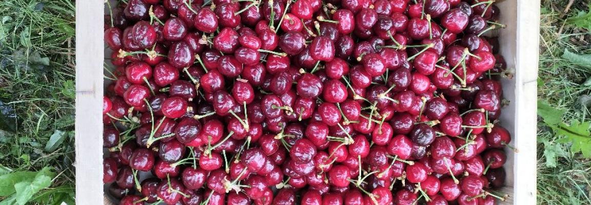 Cagette cerises