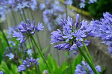 agapanthe ornamental lily g12e9db209 1280