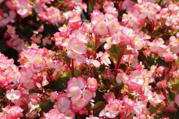 begonia gad719bc2c 1280