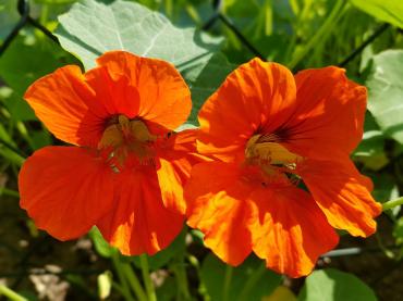 capucine nasturtium gf7c4d1299 1280