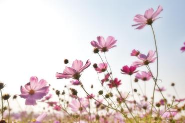cosmos g24a5cf2a5 1280