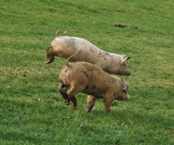 Cochons terre arjoux2