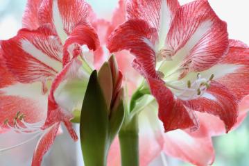 amaryllis gbd2783753 1281