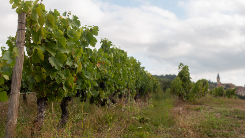 Domaine étoilé_Bully