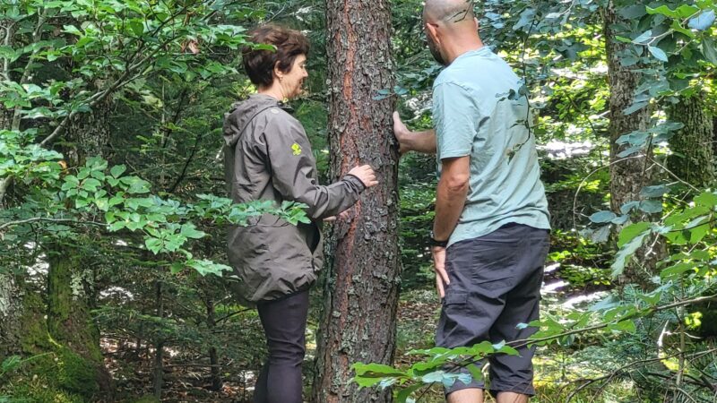 Exploration sensorielle en forêt_Courzieu