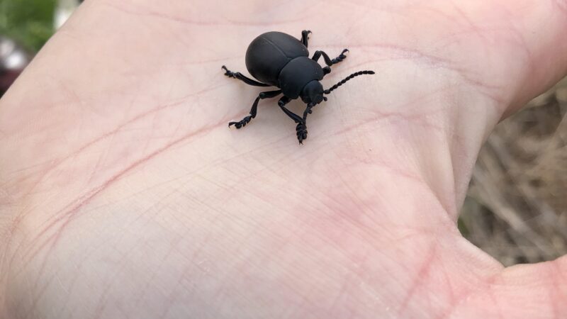 Safari "petites bêtes"_Courzieu