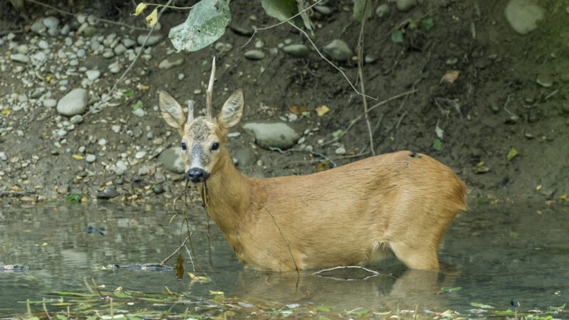 Partir à la découverte du Chevreuil_Courzieu